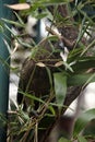 Kea (Nestor notabilis).