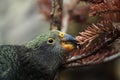 Kea (Nestor notabilis).