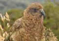 Kea, New Zealand