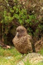 A kea, a New Zealand native parrot, sheltering from the rain Royalty Free Stock Photo