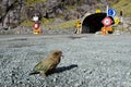 Kea - New Zealand wildlife NZ NZL Royalty Free Stock Photo