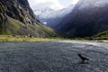 Kea - New Zealand wildlife NZ NZL Royalty Free Stock Photo