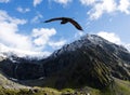 Kea - New Zealand wildlife NZ NZL Royalty Free Stock Photo