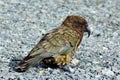 Kea - New Zealand wildlife NZ NZL Royalty Free Stock Photo