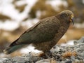 Kea parrot Royalty Free Stock Photo