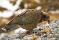 Kea parrot Royalty Free Stock Photo