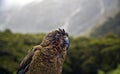 Kea parrot bird new zealand