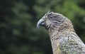 Kea parrot bird new zealand Royalty Free Stock Photo