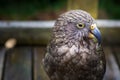 Kea Parrot Royalty Free Stock Photo