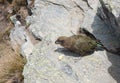 A Kea parrot eating a banana at the top of Ben Lomond near Queenstown in New Zealand Royalty Free Stock Photo