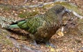 Kea parrot at Kaka creek lookout (Fjordland, New Zealand) Royalty Free Stock Photo