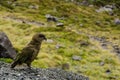 Kea parrot, Nestor notabilis.