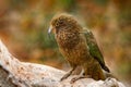 Kea parrot, Nestor notabilis, green bird in the nature habitat, mountain in the New Zealand. Kea sititng on the tree trunk, Royalty Free Stock Photo