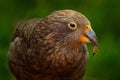 Kea parrot, Nestor notabilis, green bird in the nature habitat, mountain in the New Zealand. Kea sititng on the tree trunk,