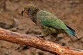 Kea parrot, Nestor notabilis, green bird in the nature habitat, mountain in the New Zealand. Kea sititng on the tree trunk,