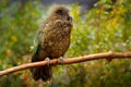 Kea parrot, Nestor notabilis, green bird in the nature habitat, mountain in the New Zealand. Kea sititng on the tree trunk,