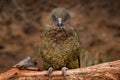 Kea parrot, Nestor notabilis, green bird in the nature habitat, mountain in the New Zealand. Kea sititng on the tree trunk, Royalty Free Stock Photo