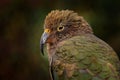 Kea parrot, Nestor notabilis, green bird in the nature habitat, mountain in the New Zealand. Kea sititng on the tree trunk,