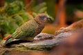 Kea parrot, Nestor notabilis, green bird in the nature habitat, mountain in the New Zealand. Kea sititng on the tree trunk,