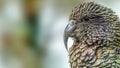 Kea parrot (Nestor notabilis) Royalty Free Stock Photo