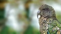 Kea parrot (Nestor notabilis)