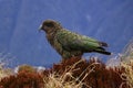 The Kea mountains Parrot on South Isla New Zealand Royalty Free Stock Photo