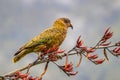 Kea parrot on new zealand flax