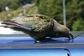 Kea parrot trying to rob a car