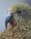 Kea Portrait Royalty Free Stock Photo