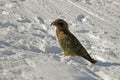 Kea in the snow at Treble Cone in winter, New Zealand