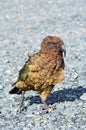 Kea - Wildlife New Zealand NZ NZL