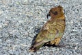 Kea - Wildlife New Zealand NZ NZL Royalty Free Stock Photo