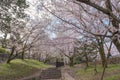 Keage incline with sakura cherry blossoms, Kyoto, Japan Royalty Free Stock Photo