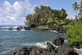 Keanae Palm Grove Royalty Free Stock Photo