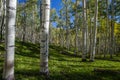 Kebler Pass Aspens