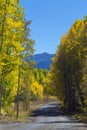 Fall Colors Kebler Pass Near Crested Butte, Colorado Rocky Mountains Royalty Free Stock Photo