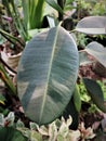 Ficus Elastica leaves in a farmer's garden