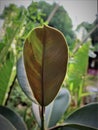 Ficus Elastica leaves in a farmer's garden