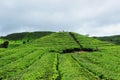 Tea plantation of Alahan panjang
