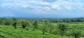 Kebun teh lawang Malang, mountain tea Royalty Free Stock Photo