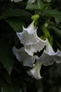 Kecubung, Brugmansia suaveolens, Brazil\'s white angel trumpet, also known as angel\'s tears and snowy angelÃ¢â¬â¢s trumpet Royalty Free Stock Photo