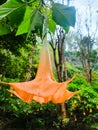 Kecubung hutan, Brugmansia Arborea flower or Angel& x27;s Trumpet Flower is an evergreen shrub or small tree. Royalty Free Stock Photo