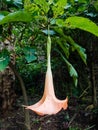 Kecubung hutan, Brugmansia Arborea flower or Angel& x27;s Trumpet Flower is an evergreen shrub or small tree. Royalty Free Stock Photo