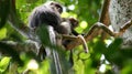 KEDAH, LANGKAWI, MALAYSIA - APR 08th, 2015: An adult dusky leaf monkey or langur is sitting with a litte baby monkey