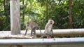 KEDAH, LANGKAWI, MALAYSIA - APR 09th, 2015: Long-tailed macaque sitting next to the street