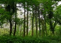 Kedleston woodlands