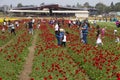 KEDMA, ISRAEL - APRIL 7, 2017: People picking flowers in a buttercups field