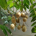Kedondong fruit, indonesian local fruit hanging on its tree Royalty Free Stock Photo