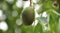 kedondong fruit on the tree. fruiting kedondong tree seeds. ambarella fruit. Royalty Free Stock Photo