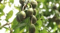 kedondong fruit on the tree. fruiting kedondong tree seeds. ambarella fruit. Royalty Free Stock Photo